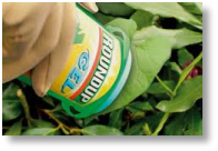 Keep weeds down in hot weather as they use valuable water other plants need