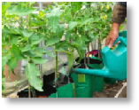 Water your tomatoes