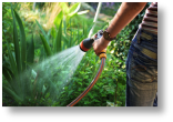 Keep up with the watering