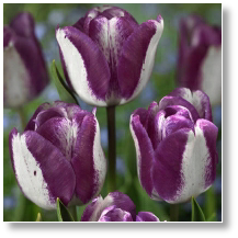 tuliphotpantslarge.jpg