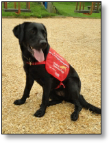 Medical Detection Dog - Alice