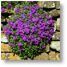 Aubretia