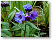 Pulmonaria Blue Ensign April