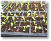 Lettuce seedlings growing in cells