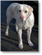 Medical Detection Dog - Whizz