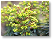 Euphorbia Redwing