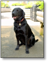 Medical Detection Dog - Barton