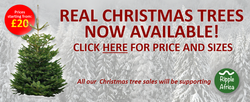 Christmas trees 2023